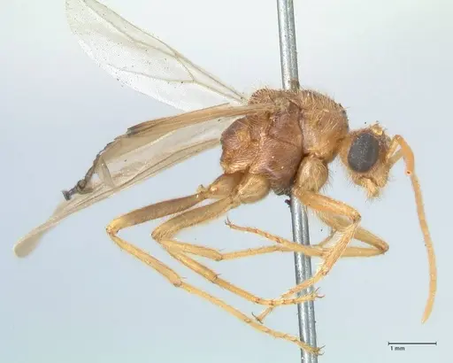 Myrmicaria rustica specimen FOCOL1606 image focol1606_4