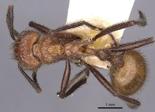 Myrmicaria salambo specimen CASENT0900505 image casent0900505_1