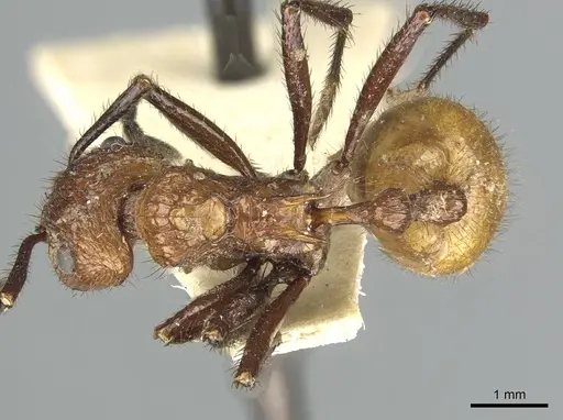 Myrmicaria salambo specimen RMCAENT000017756 image rmcaent000017756_1