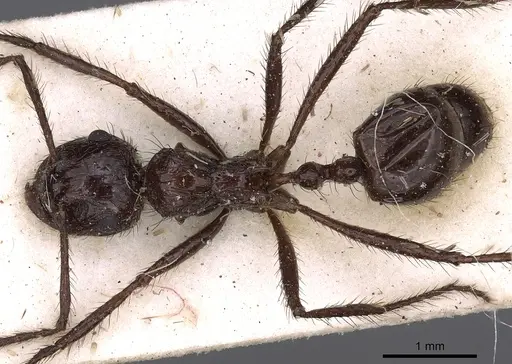 Myrmicaria striata specimen CASENT0900510 image casent0900510_1