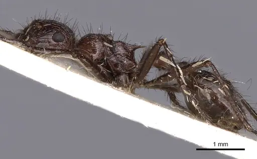 Myrmicaria striata specimen CASENT0900510 image casent0900510_3