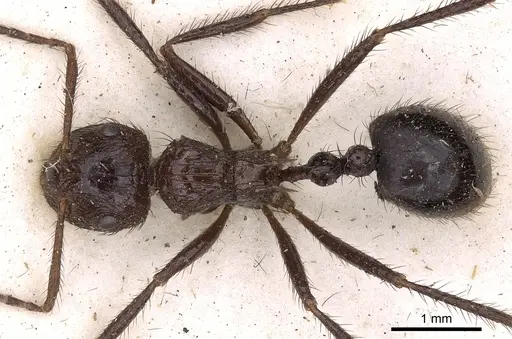 Myrmicaria striata specimen CASENT0900512 image casent0900512_1