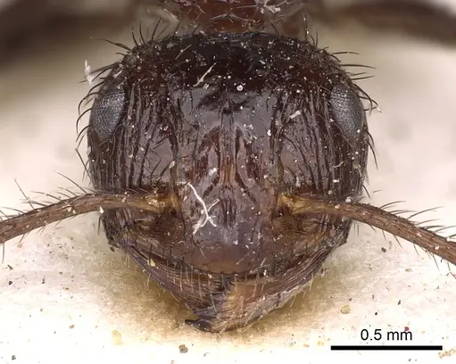 Myrmicaria striata specimen CASENT0900512 image casent0900512_2