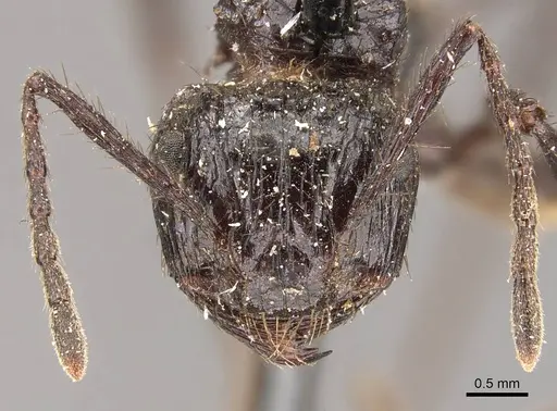 Myrmicaria striata specimen CASENT0908334 image casent0908334_2