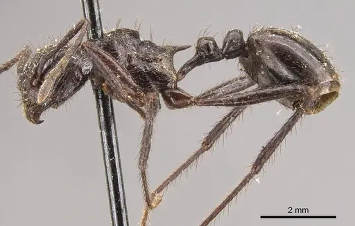 Myrmicaria striata specimen CASENT0908334 image casent0908334_3