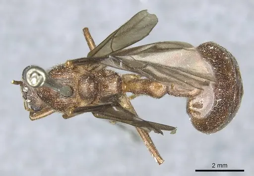 Myrmicaria striata specimen CASENT0913056 image casent0913056_1