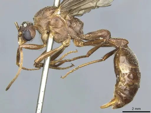 Myrmicaria striata specimen CASENT0913056 image casent0913056_3