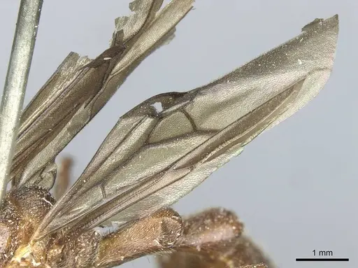 Myrmicaria striata specimen CASENT0913056 image casent0913056_4