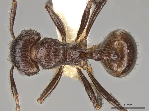 Myrmicaria striata specimen CASENT0914050 image casent0914050_1