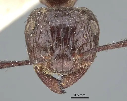 Myrmicaria striata specimen CASENT0916967 image casent0916967_2