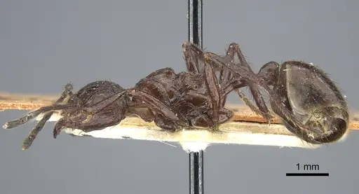 Myrmicaria striata specimen CASENT0916967 image casent0916967_3