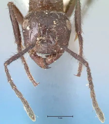 Myrmicaria striata specimen FOCOL1575 image focol1575_2