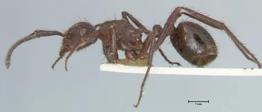 Myrmicaria striata specimen FOCOL1575 image focol1575_3