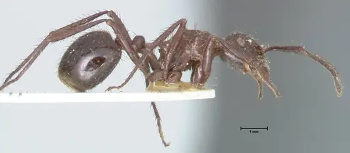 Myrmicaria striata specimen FOCOL1575 image focol1575_4