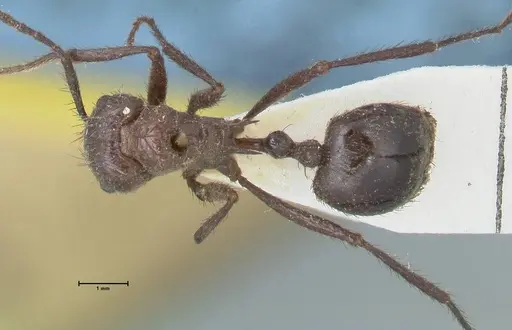 Myrmicaria striata specimen FOCOL1576 image focol1576_1