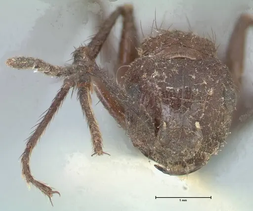 Myrmicaria striata specimen FOCOL1576 image focol1576_2