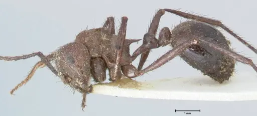 Myrmicaria striata specimen FOCOL1576 image focol1576_3