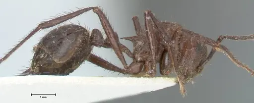 Myrmicaria striata specimen FOCOL1576 image focol1576_4