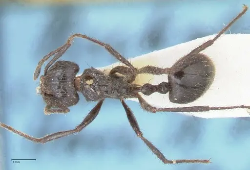 Myrmicaria striata specimen FOCOL1577 image focol1577_1