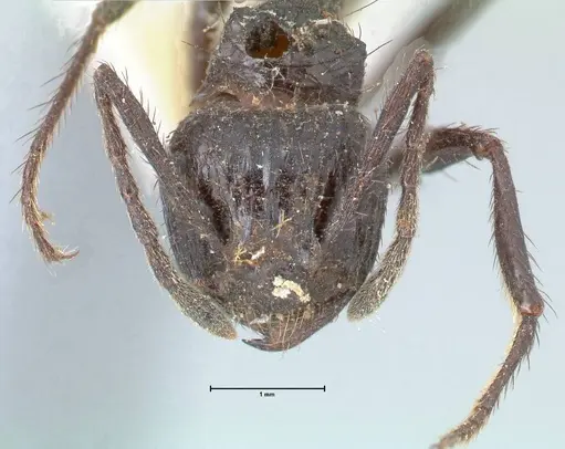 Myrmicaria striata specimen FOCOL1577 image focol1577_2