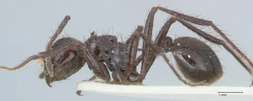 Myrmicaria striata specimen FOCOL1577 image focol1577_3