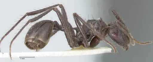 Myrmicaria striata specimen FOCOL1577 image focol1577_4