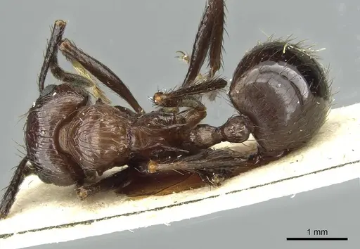 Myrmicaria striata specimen RMCAENT000017757 image rmcaent000017757_1