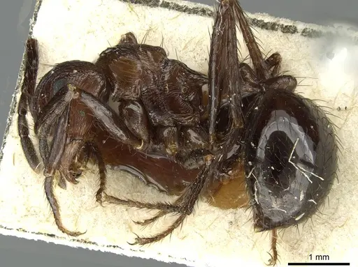 Myrmicaria striata specimen RMCAENT000017757 image rmcaent000017757_3
