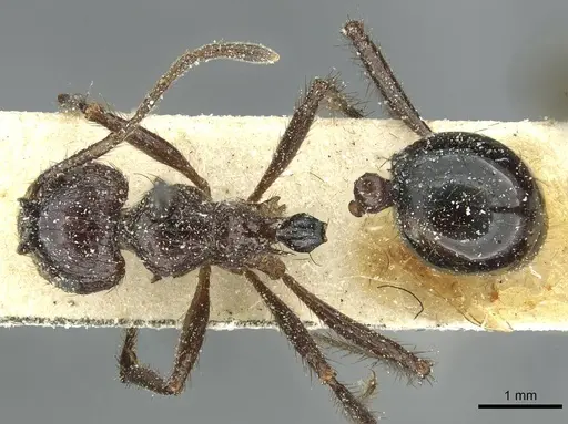 Myrmicaria striatula specimen CASENT0913057 image casent0913057_1