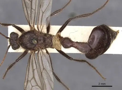 Myrmicaria vidua specimen CASENT0900499 image casent0900499_1
