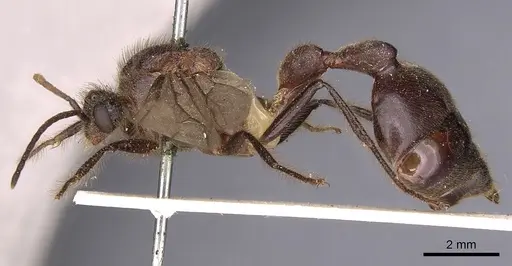 Myrmicaria vidua specimen CASENT0900499 image casent0900499_2