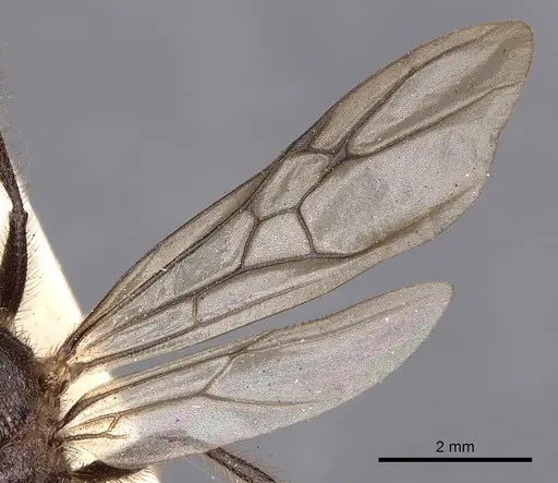 Myrmicaria vidua specimen CASENT0900499 image casent0900499_3