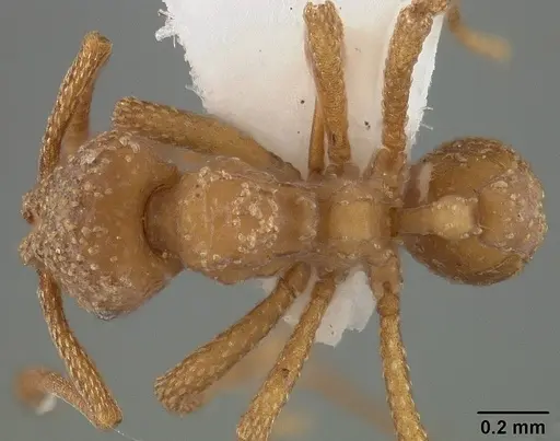 Myrmicocrypta buenzlii specimen USNMENT01124260 image usnment01124260_1