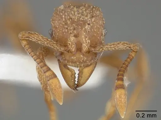 Myrmicocrypta buenzlii specimen USNMENT01124260 image usnment01124260_2