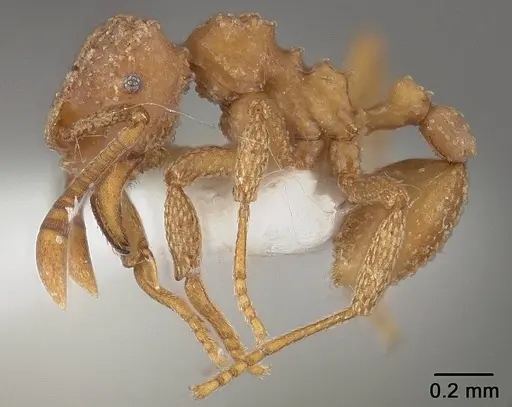 Myrmicocrypta buenzlii specimen USNMENT01124260 image usnment01124260_3