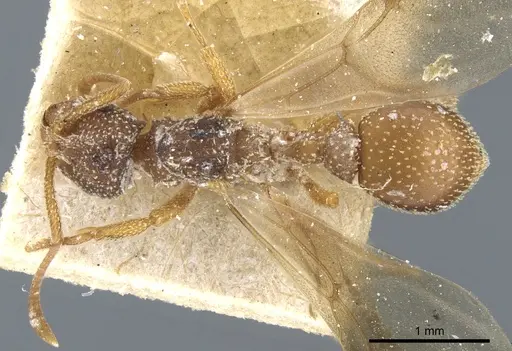 Myrmicocrypta collaris specimen USNMENT00445576 image usnment00445576_1