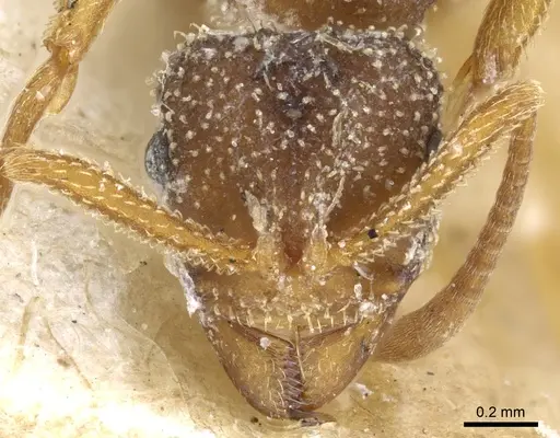 Myrmicocrypta collaris specimen USNMENT00445576 image usnment00445576_2