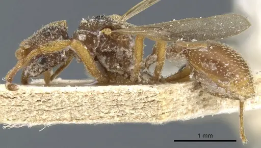 Myrmicocrypta collaris specimen USNMENT00445576 image usnment00445576_3
