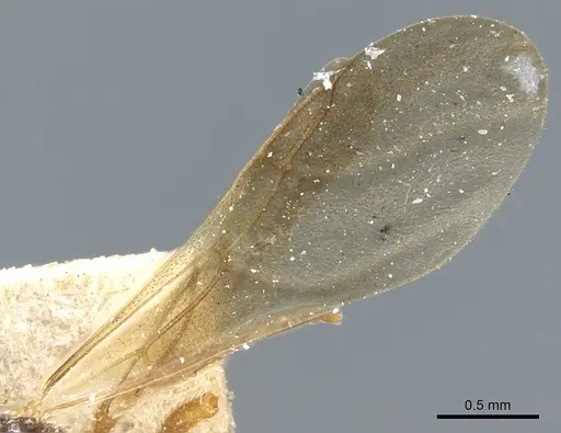 Myrmicocrypta collaris specimen USNMENT00445576 image usnment00445576_4