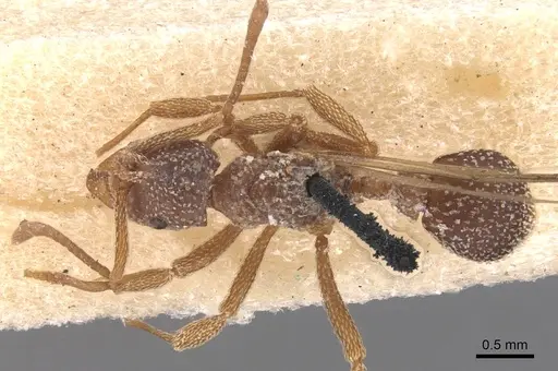Myrmicocrypta collaris specimen USNMENT00445577 image usnment00445577_1