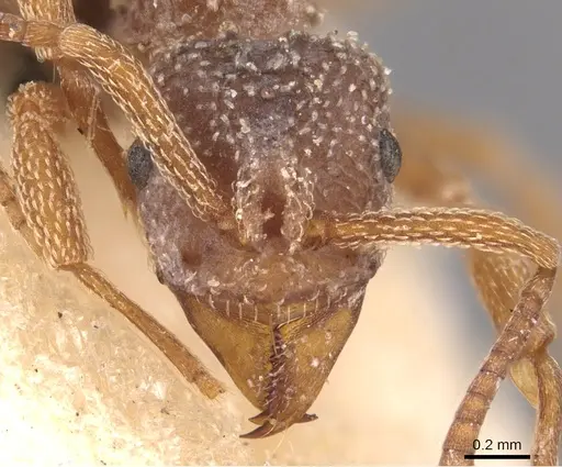 Myrmicocrypta collaris specimen USNMENT00445577 image usnment00445577_2