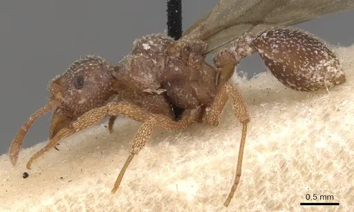 Myrmicocrypta collaris specimen USNMENT00445577 image usnment00445577_3