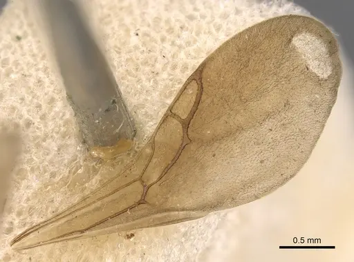 Myrmicocrypta collaris specimen USNMENT00445577 image usnment00445577_4