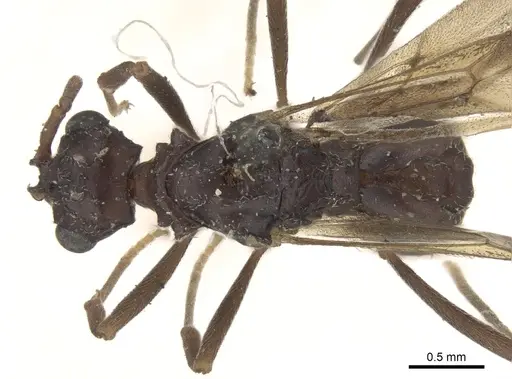 Myrmicocrypta dilacerata specimen CASENT0281771 image casent0281771_1