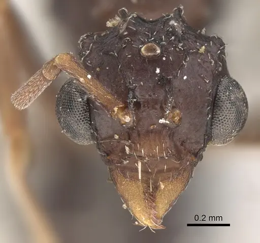 Myrmicocrypta dilacerata specimen CASENT0281771 image casent0281771_2