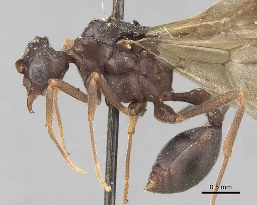 Myrmicocrypta dilacerata specimen CASENT0281771 image casent0281771_3