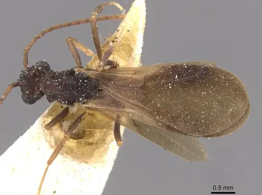 Myrmicocrypta dilacerata specimen CASENT0909359 image casent0909359_1