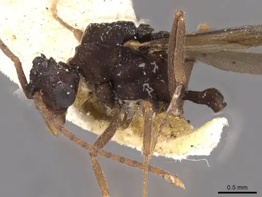 Myrmicocrypta dilacerata specimen CASENT0909359 image casent0909359_3