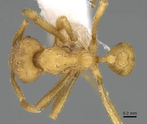 Myrmicocrypta ednaella specimen CASENT0922154 image casent0922154_1