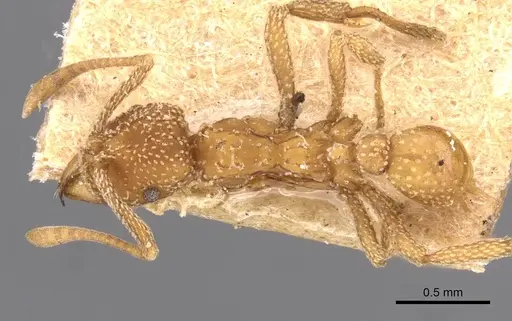 Myrmicocrypta foreli specimen CASENT0909360 image casent0909360_1